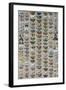 One Hundred and Sixty Six Moths Belonging to Several Families, But Mostly Noctuidae and Geometridae-Marian Ellis Rowan-Framed Giclee Print