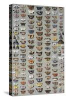 One Hundred and Sixty Six Moths Belonging to Several Families, But Mostly Noctuidae and Geometridae-Marian Ellis Rowan-Stretched Canvas
