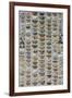One Hundred and Sixty Six Moths Belonging to Several Families, But Mostly Noctuidae and Geometridae-Marian Ellis Rowan-Framed Giclee Print