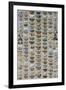 One Hundred and Sixty Six Moths Belonging to Several Families, But Mostly Noctuidae and Geometridae-Marian Ellis Rowan-Framed Giclee Print