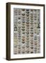 One Hundred and Sixty Six Moths Belonging to Several Families, But Mostly Noctuidae and Geometridae-Marian Ellis Rowan-Framed Premium Giclee Print