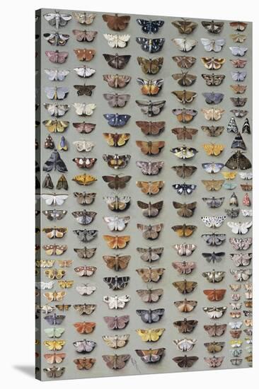 One Hundred and Sixty Six Moths Belonging to Several Families, But Mostly Noctuidae and Geometridae-Marian Ellis Rowan-Stretched Canvas