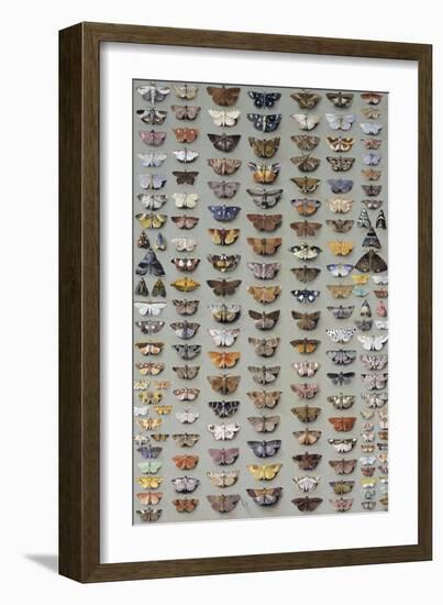 One Hundred and Sixty Six Moths Belonging to Several Families, But Mostly Noctuidae and Geometridae-Marian Ellis Rowan-Framed Giclee Print