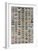 One Hundred and Sixty Six Moths Belonging to Several Families, But Mostly Noctuidae and Geometridae-Marian Ellis Rowan-Framed Giclee Print