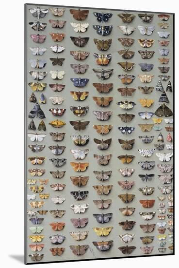 One Hundred and Sixty Six Moths Belonging to Several Families, But Mostly Noctuidae and Geometridae-Marian Ellis Rowan-Mounted Giclee Print