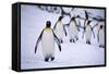 One King Penguin Walking Separately from the Others-DLILLC-Framed Stretched Canvas