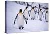 One King Penguin Walking Separately from the Others-DLILLC-Stretched Canvas