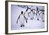 One King Penguin Walking Separately from the Others-DLILLC-Framed Photographic Print