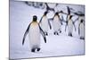 One King Penguin Walking Separately from the Others-DLILLC-Mounted Photographic Print