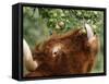 One of a Herd of Scottish Highland Cattle Picks Pears from a Tree in Gockhausen, Switzerland-null-Framed Stretched Canvas