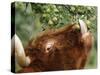 One of a Herd of Scottish Highland Cattle Picks Pears from a Tree in Gockhausen, Switzerland-null-Stretched Canvas