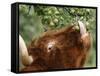 One of a Herd of Scottish Highland Cattle Picks Pears from a Tree in Gockhausen, Switzerland-null-Framed Stretched Canvas