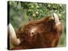 One of a Herd of Scottish Highland Cattle Picks Pears from a Tree in Gockhausen, Switzerland-null-Stretched Canvas