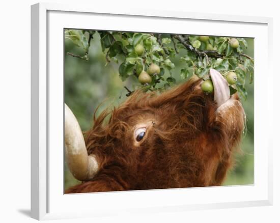 One of a Herd of Scottish Highland Cattle Picks Pears from a Tree in Gockhausen, Switzerland-null-Framed Photographic Print