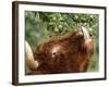 One of a Herd of Scottish Highland Cattle Picks Pears from a Tree in Gockhausen, Switzerland-null-Framed Photographic Print