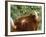 One of a Herd of Scottish Highland Cattle Picks Pears from a Tree in Gockhausen, Switzerland-null-Framed Photographic Print