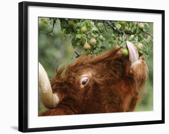 One of a Herd of Scottish Highland Cattle Picks Pears from a Tree in Gockhausen, Switzerland-null-Framed Photographic Print