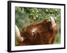 One of a Herd of Scottish Highland Cattle Picks Pears from a Tree in Gockhausen, Switzerland-null-Framed Photographic Print