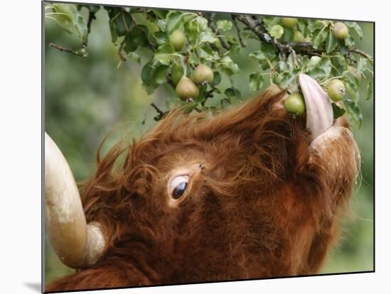 One of a Herd of Scottish Highland Cattle Picks Pears from a Tree in Gockhausen, Switzerland-null-Mounted Photographic Print