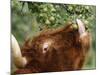 One of a Herd of Scottish Highland Cattle Picks Pears from a Tree in Gockhausen, Switzerland-null-Mounted Photographic Print