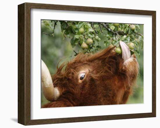 One of a Herd of Scottish Highland Cattle Picks Pears from a Tree in Gockhausen, Switzerland-null-Framed Photographic Print