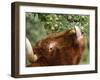 One of a Herd of Scottish Highland Cattle Picks Pears from a Tree in Gockhausen, Switzerland-null-Framed Photographic Print