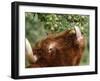 One of a Herd of Scottish Highland Cattle Picks Pears from a Tree in Gockhausen, Switzerland-null-Framed Photographic Print