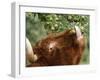 One of a Herd of Scottish Highland Cattle Picks Pears from a Tree in Gockhausen, Switzerland-null-Framed Photographic Print