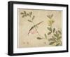 One of a Series of Paintings of Birds and Fruit, Late 19th Century-Wang Guochen-Framed Giclee Print