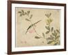 One of a Series of Paintings of Birds and Fruit, Late 19th Century-Wang Guochen-Framed Giclee Print