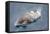 One of a Small Pod of Curious Killer Whales (Orcinus Orca) Off the Cumberland Peninsula-Michael-Framed Stretched Canvas