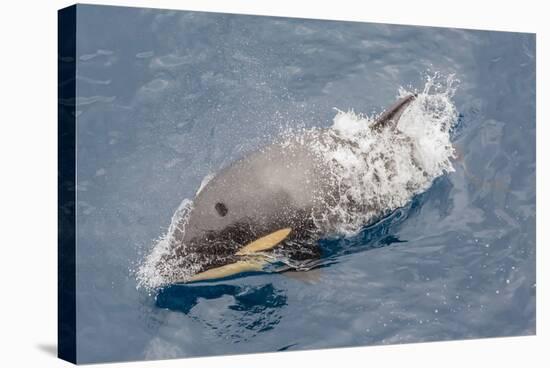 One of a Small Pod of Curious Killer Whales (Orcinus Orca) Off the Cumberland Peninsula-Michael-Stretched Canvas