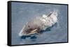 One of a Small Pod of Curious Killer Whales (Orcinus Orca) Off the Cumberland Peninsula-Michael-Framed Stretched Canvas