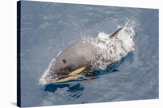 One of a Small Pod of Curious Killer Whales (Orcinus Orca) Off the Cumberland Peninsula-Michael-Stretched Canvas