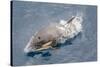 One of a Small Pod of Curious Killer Whales (Orcinus Orca) Off the Cumberland Peninsula-Michael-Stretched Canvas