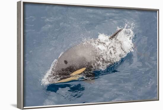 One of a Small Pod of Curious Killer Whales (Orcinus Orca) Off the Cumberland Peninsula-Michael-Framed Photographic Print