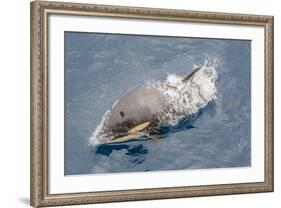 One of a Small Pod of Curious Killer Whales (Orcinus Orca) Off the Cumberland Peninsula-Michael-Framed Photographic Print