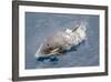 One of a Small Pod of Curious Killer Whales (Orcinus Orca) Off the Cumberland Peninsula-Michael-Framed Photographic Print