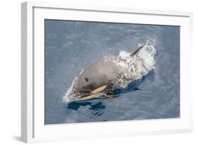 One of a Small Pod of Curious Killer Whales (Orcinus Orca) Off the Cumberland Peninsula-Michael-Framed Photographic Print