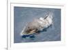 One of a Small Pod of Curious Killer Whales (Orcinus Orca) Off the Cumberland Peninsula-Michael-Framed Photographic Print