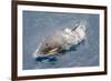 One of a Small Pod of Curious Killer Whales (Orcinus Orca) Off the Cumberland Peninsula-Michael-Framed Photographic Print