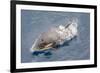 One of a Small Pod of Curious Killer Whales (Orcinus Orca) Off the Cumberland Peninsula-Michael-Framed Photographic Print