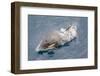 One of a Small Pod of Curious Killer Whales (Orcinus Orca) Off the Cumberland Peninsula-Michael-Framed Photographic Print
