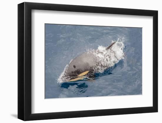 One of a Small Pod of Curious Killer Whales (Orcinus Orca) Off the Cumberland Peninsula-Michael-Framed Photographic Print