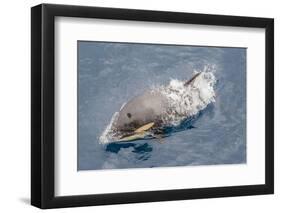 One of a Small Pod of Curious Killer Whales (Orcinus Orca) Off the Cumberland Peninsula-Michael-Framed Photographic Print