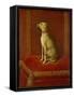 One of Frederick Ii's Italian Greyhounds-German School-Framed Stretched Canvas