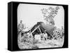 One of General Grant's Union Field Telegraph Stations During the American Civil War, 1861-1865-null-Framed Stretched Canvas