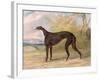 One of George Lane Fox's Winning Greyhounds: the Black and White Greyhound Bitch, Juno-George Garrard-Framed Giclee Print