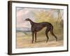 One of George Lane Fox's Winning Greyhounds: the Black and White Greyhound Bitch, Juno-George Garrard-Framed Giclee Print