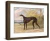 One of George Lane Fox's Winning Greyhounds: the Black and White Greyhound Bitch, Juno-George Garrard-Framed Premium Giclee Print